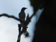 Aphelocoma wollweberi