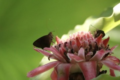 Ancistroides nigrita