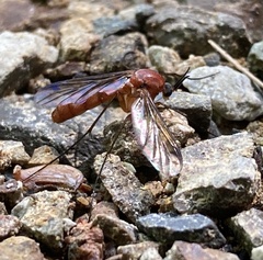 Isoneuromyia harrisi