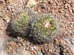 Echinofossulocactus dichroacanthus