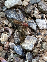 Isoneuromyia harrisi