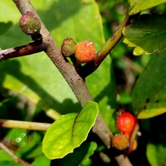 Ficus montana