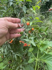 Alyxia ruscifolia
