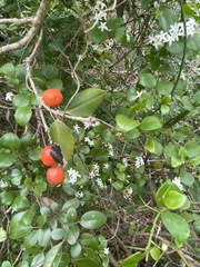 Alyxia ruscifolia