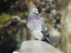 Columba livia domestica