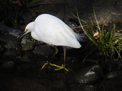 Egretta garzetta