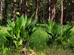Curcuma zanthorrhiza