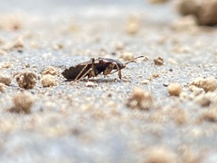 Elasmolomus squalidus