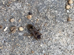 Elasmolomus squalidus