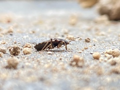 Elasmolomus squalidus