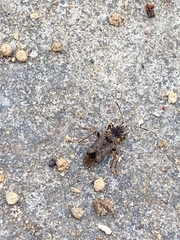 Elasmolomus squalidus