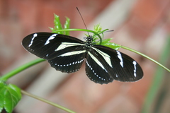 Heliconius peruvianus