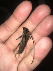 Juiaparus batus