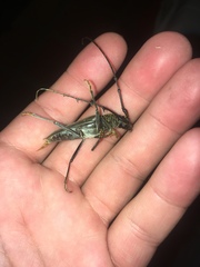 Juiaparus batus