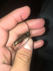 Juiaparus batus