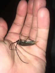 Juiaparus batus