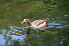 Alopochen aegyptiaca