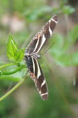 Heliconius peruvianus
