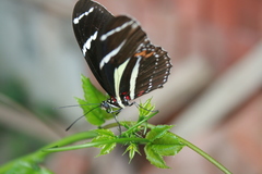 Heliconius peruvianus