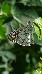 Burnsius orcus