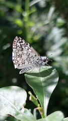 Burnsius orcus