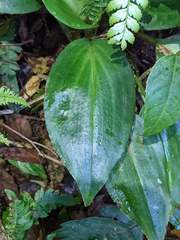Pleurothallis rowleei