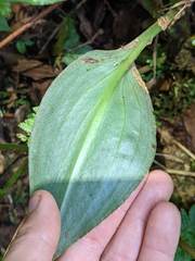 Pleurothallis rowleei