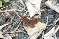 Calephelis aymaran