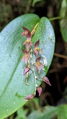 Pleurothallis rowleei