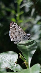 Burnsius orcus