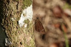 Pelopidas assamensis