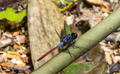 Orthetrum schneideri