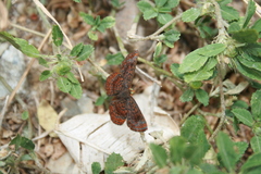 Calephelis aymaran