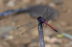 Trithemis lilacina