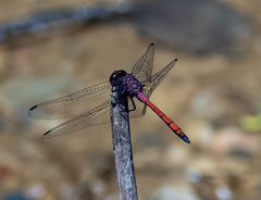 Trithemis lilacina