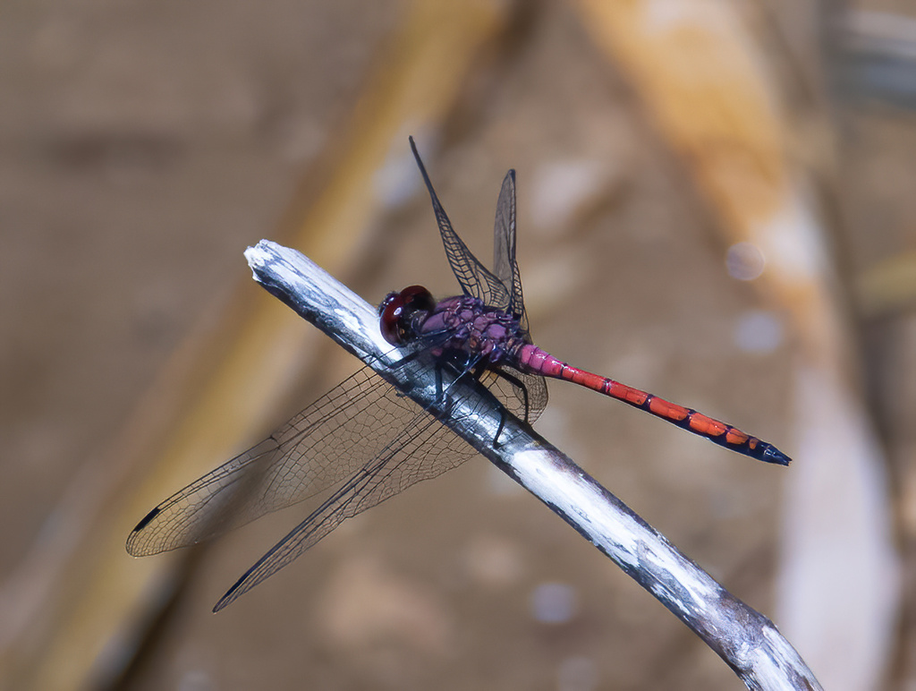 Lilac Dropwing