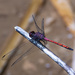 Trithemis lilacina - Photo (c) Mitch Rose,  זכויות יוצרים חלקיות (CC BY-NC), uploaded by Mitch Rose