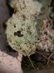 Platismatia norvegica