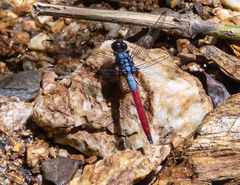 Orthetrum schneideri