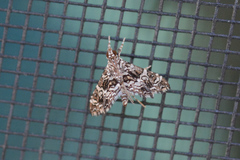 Sisyracera inabsconsalis