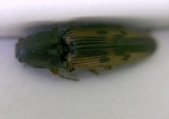 Conoderus scalaris