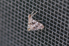 Sisyracera inabsconsalis