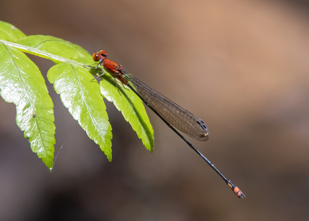 Pseudagrion deflexum