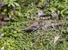 Timoritettix platynotus