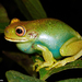 Guinle Tree Frog - Photo (c) Mario Sacramento, some rights reserved (CC BY-NC)