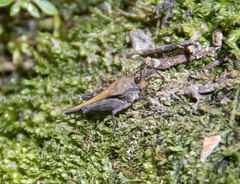 Timoritettix platynotus