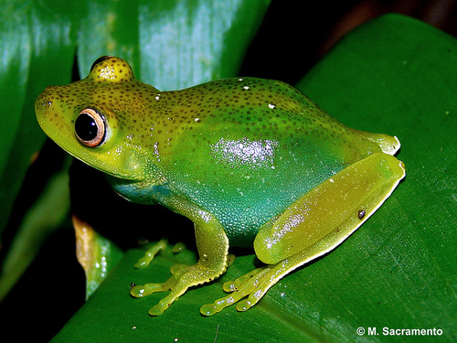Aplastodiscus leucopygius (Cruz & Peixoto, 1985)