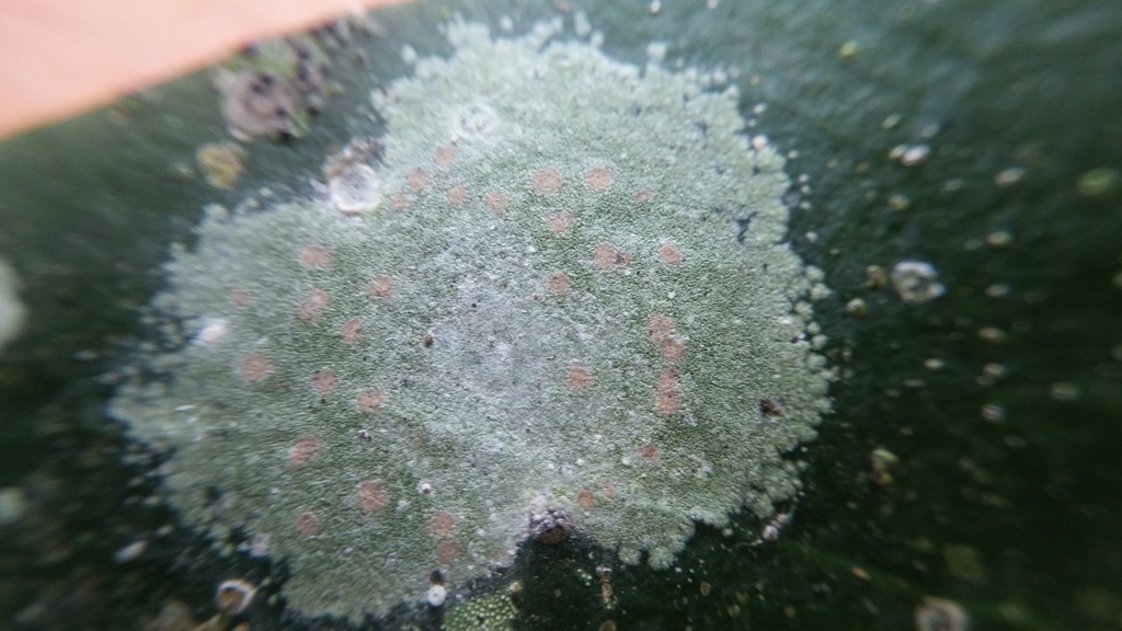 Echinoplaca pellicula