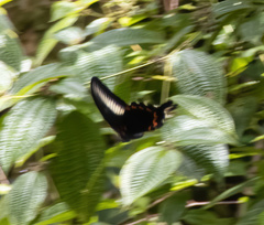 Papilio oenomaus