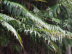 Blechnum orientale